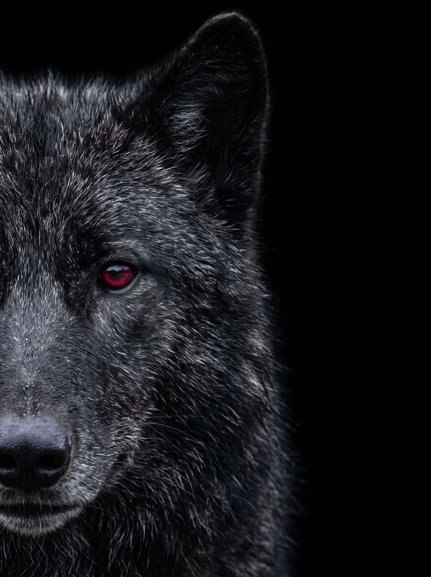 Half of a black wolf's face looking directly at the viewer, Apex Ops brand image